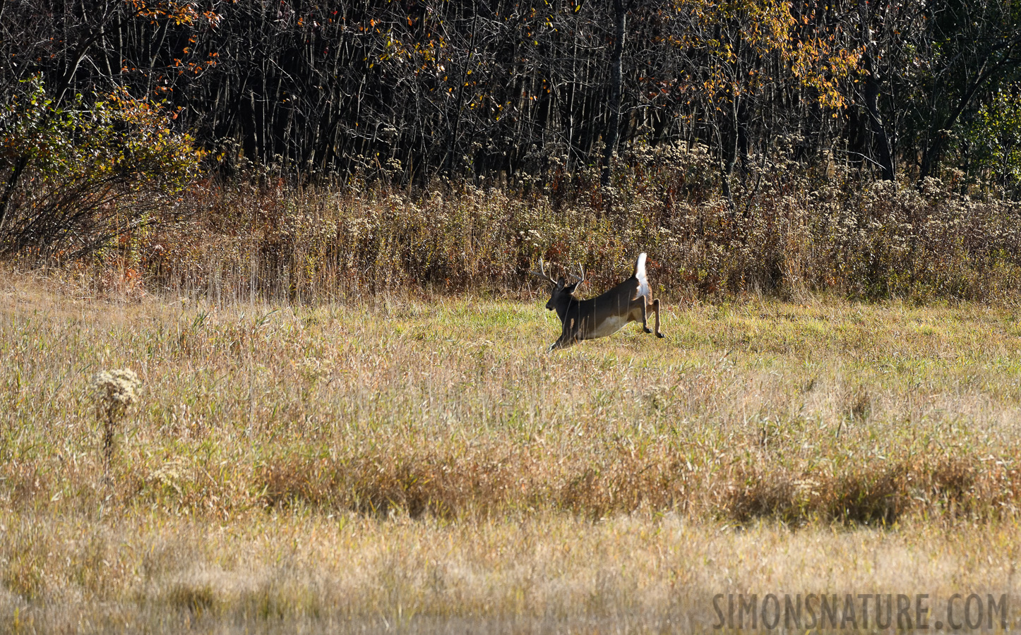 Odocoileus virginianus borealis [400 mm, 1/1600 Sek. bei f / 8.0, ISO 1250]